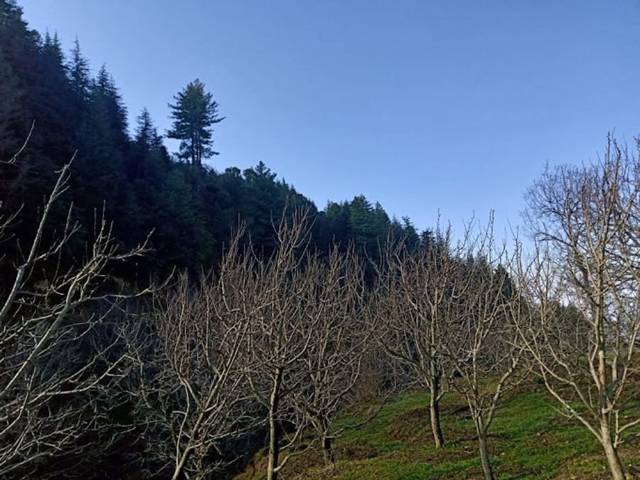 Cedar Valley Homestay in Nalda, Mandi, Himachal Pradesh