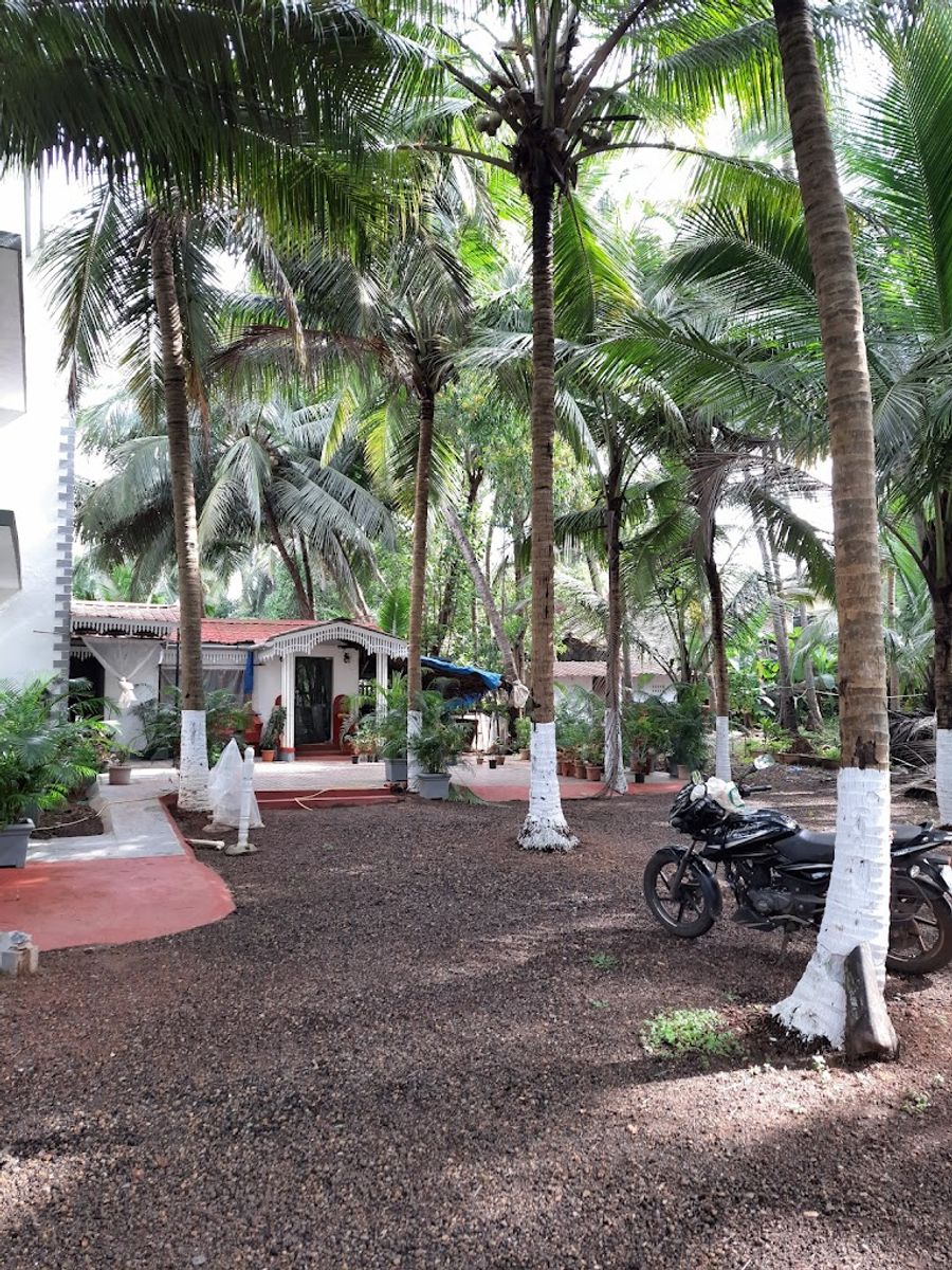 Palm shades spring in Benaulim, Goa