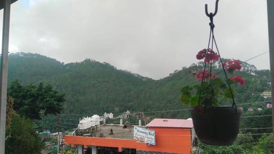 Hanging flower pot overlooking misty green hills in Bhimtal