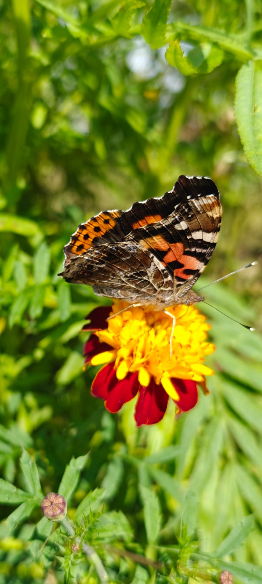 Esti Kutum Farm Stay in Kalimpong, West Bengal