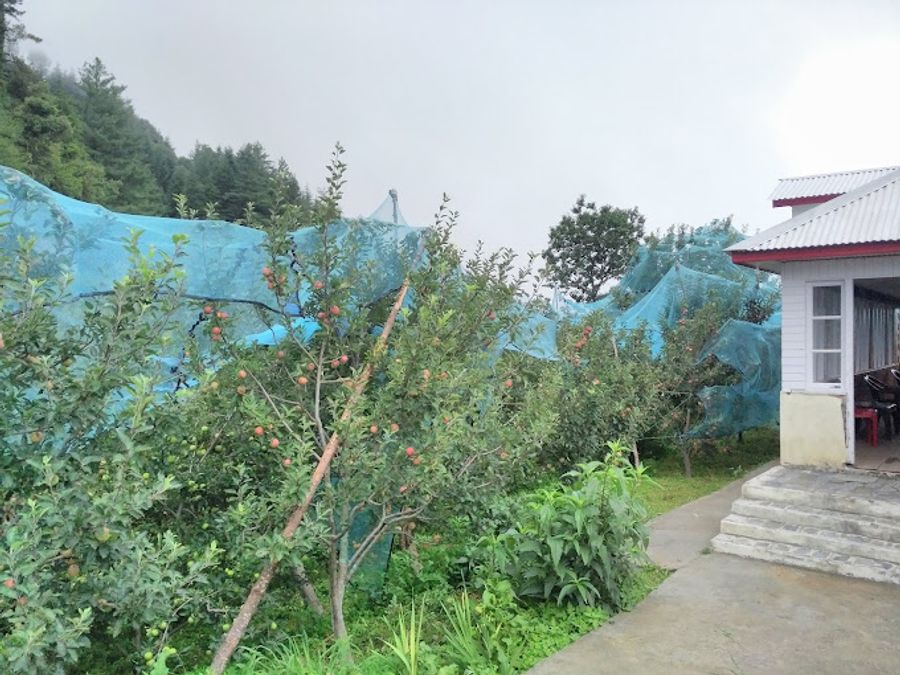 Cedar Valley Homestay in Nalda, Mandi, Himachal Pradesh