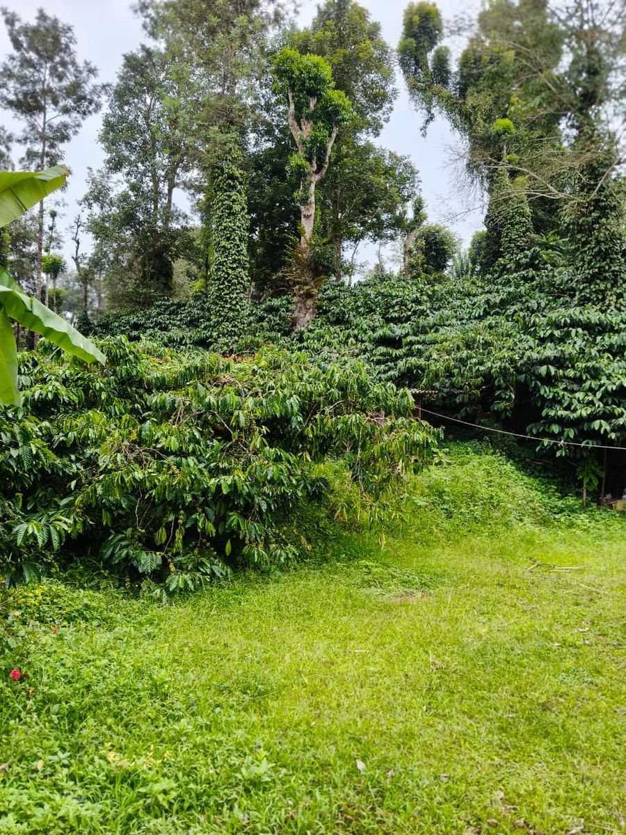 Angel home stay in madikeri, Karnataka