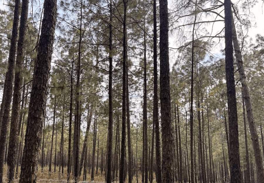 Kanwal Resort And Farms in NAINITAL, Uttarakhand
