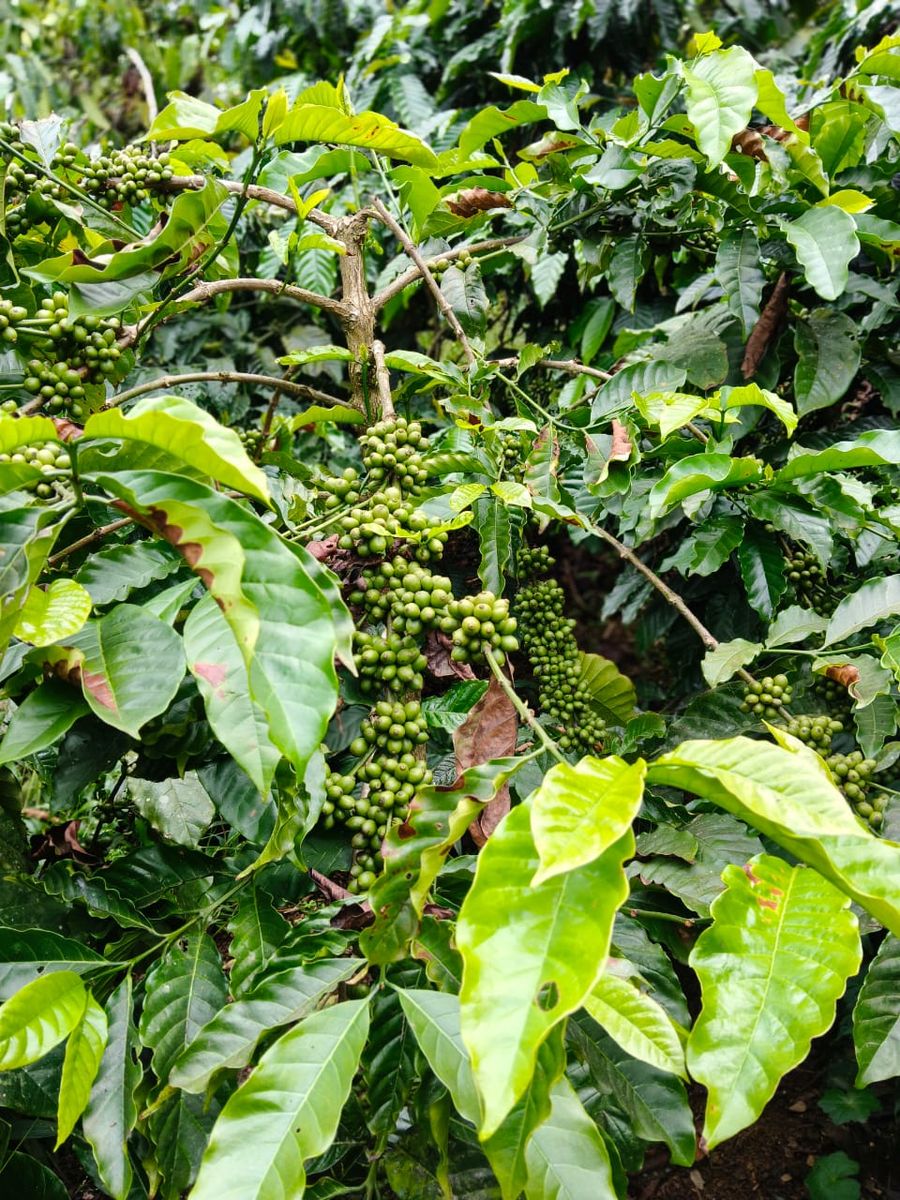 Angel home stay in madikeri, Karnataka
